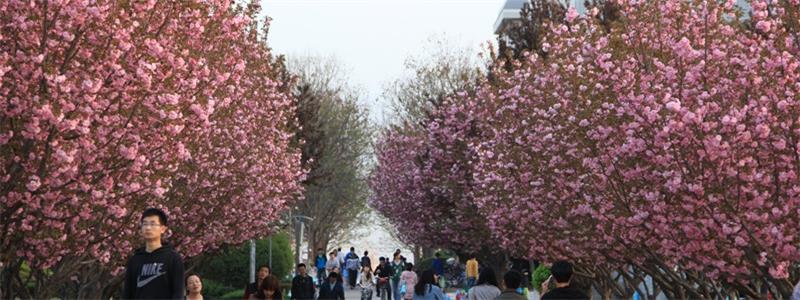西北農林科技大學校景 西北農林科技大學校景